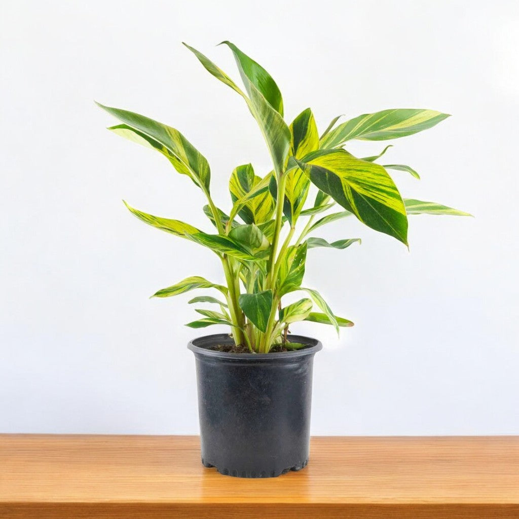 Alpinia Purpurata Variegated Ginger Plant