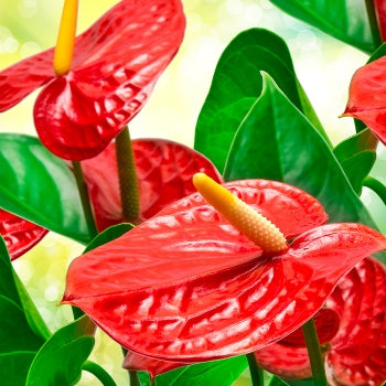 Anthurium Red Plant- Flamingo Flower, Laceleaf, Tailflower Plant