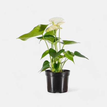 anthurium price india Buy Anthurium White Plant online at best price