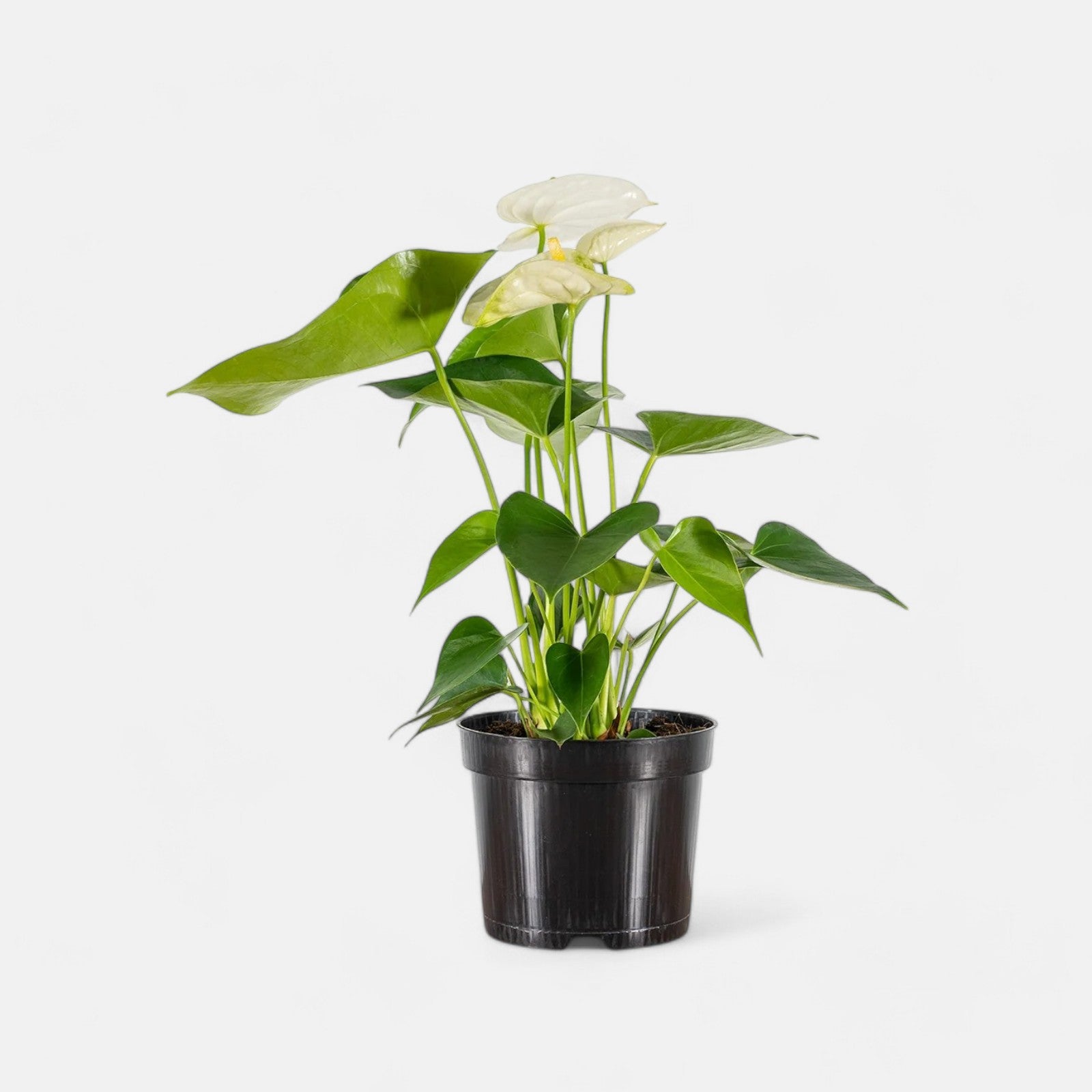 Anthurium Plant White - Flamingo Flower, Tailflower Plant