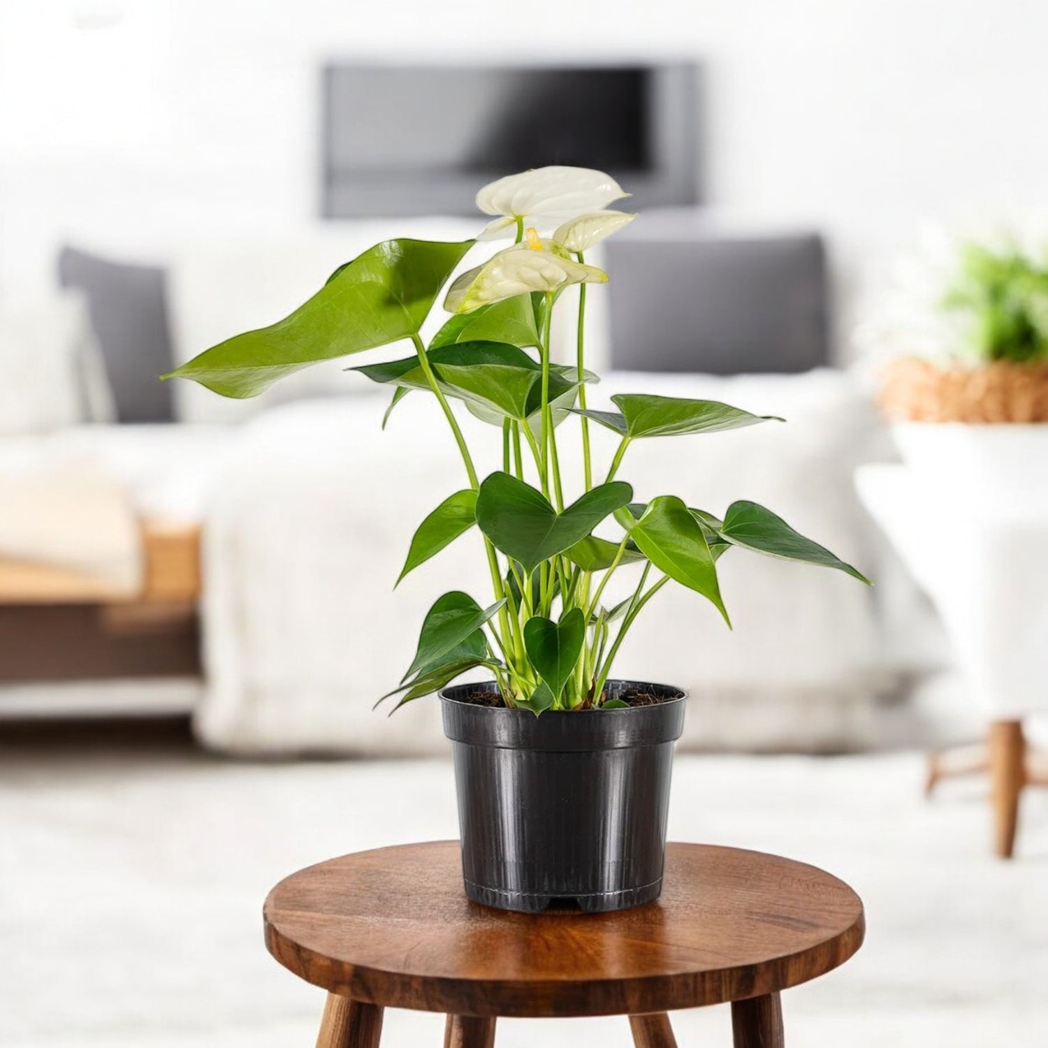 is anthurium air purifier Buy Anthurium White Plant online at best price