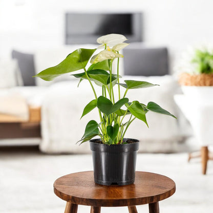 anthurium plant air purifier Buy Anthurium White Plant online at best price