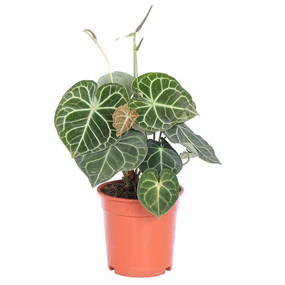 Anthurium Clarinervium Plant - Tailflower Plant