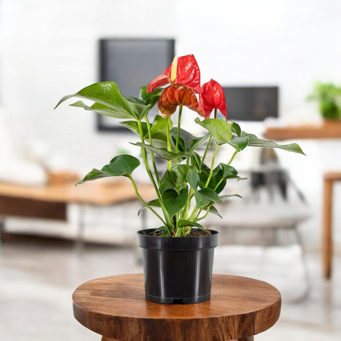 Anthurium Red Plant - Tailflower Plant | Air Purifier Indoor Plant