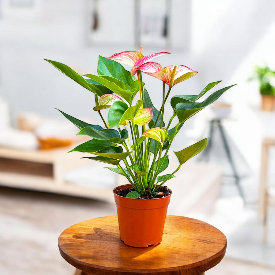 Anthurium Plant Tricolor - Flamingo Flower, Laceleaf, Tailflower Plant