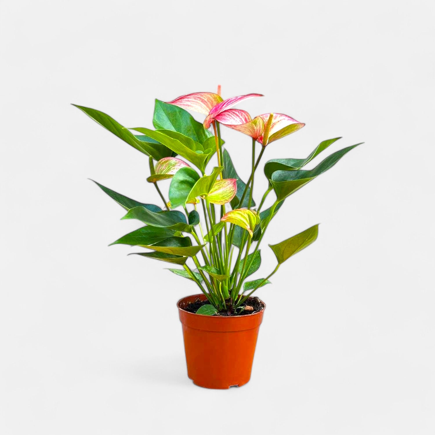 Anthurium Plant Tricolor - Flamingo Flower, Laceleaf, Tailflower Plant