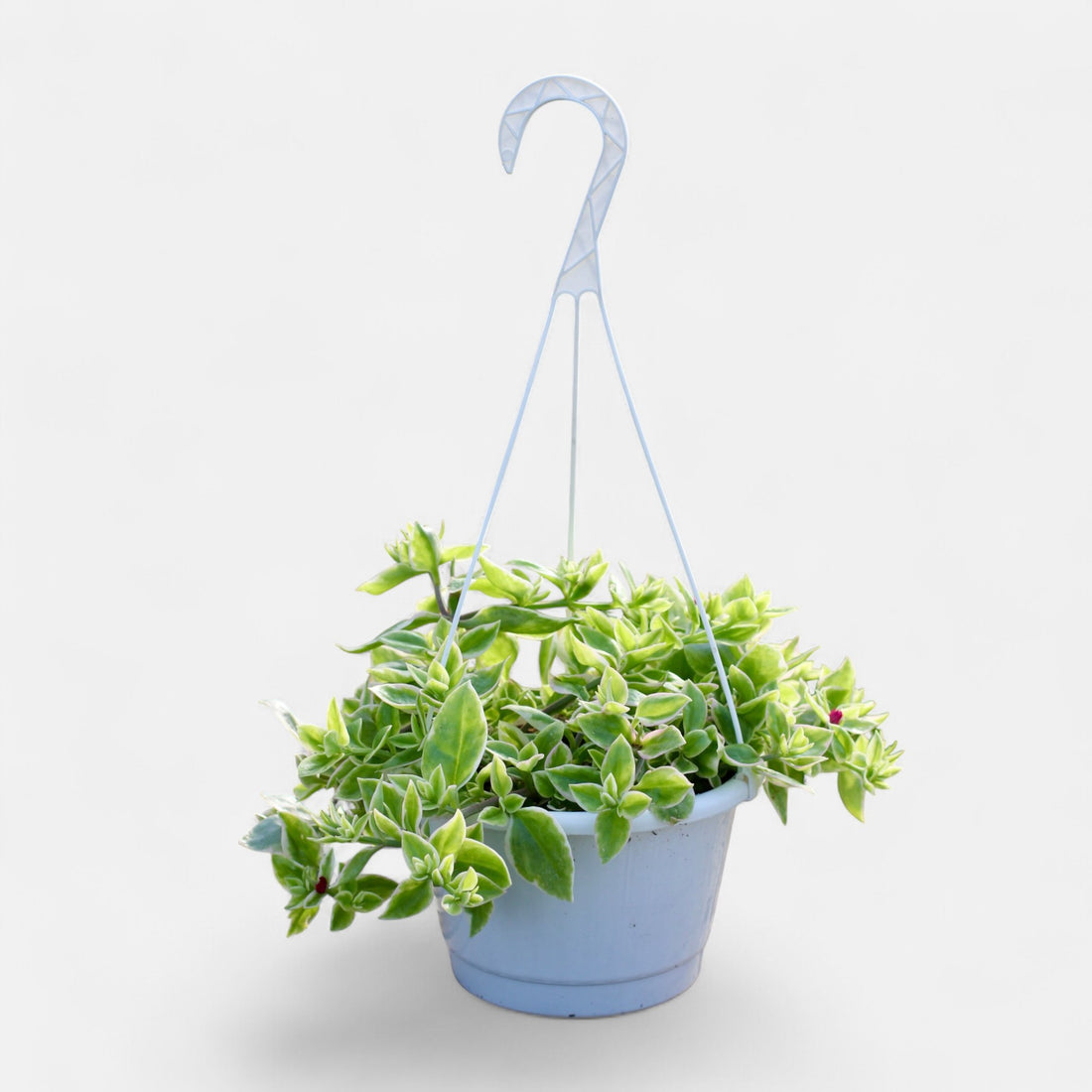 Aptenia Cordifolia Variegata &