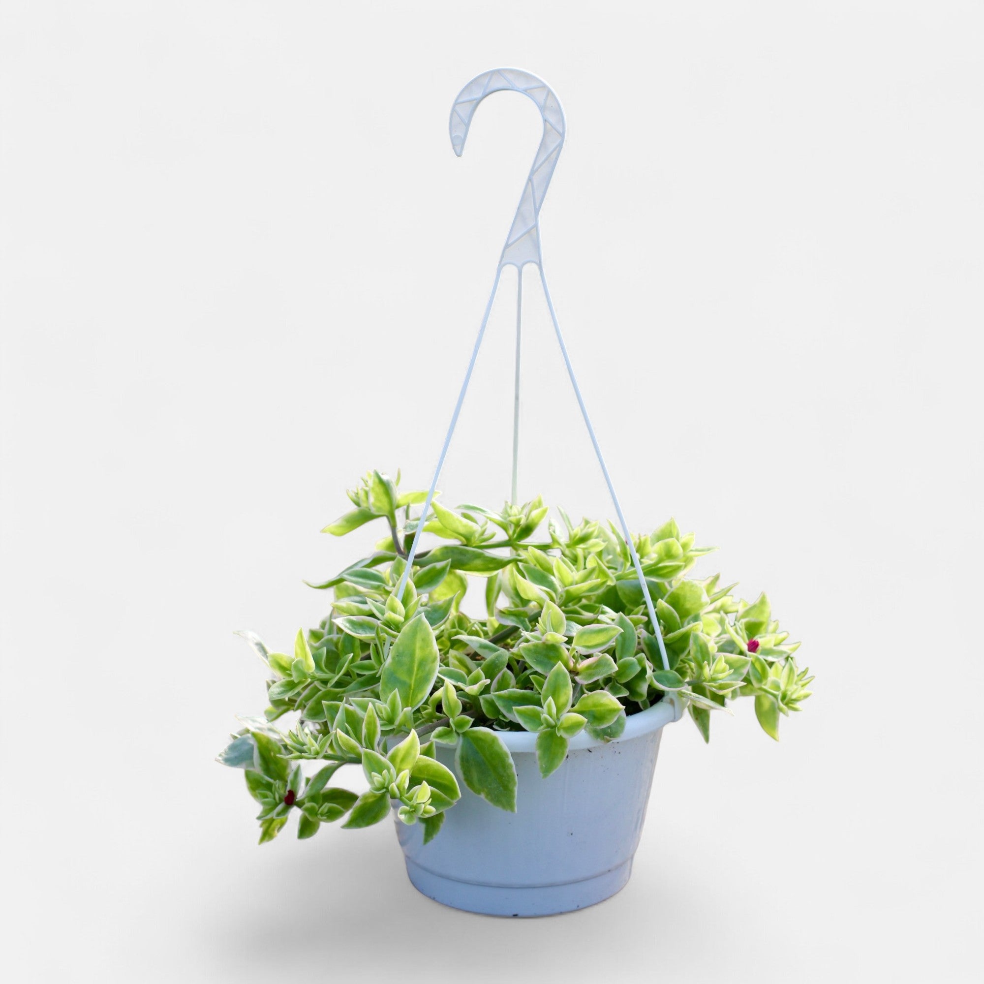 Aptenia Cordifolia Variegata &