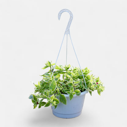 Aptenia Cordifolia Variegata &