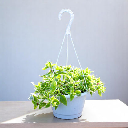 Aptenia Cordifolia Variegata &