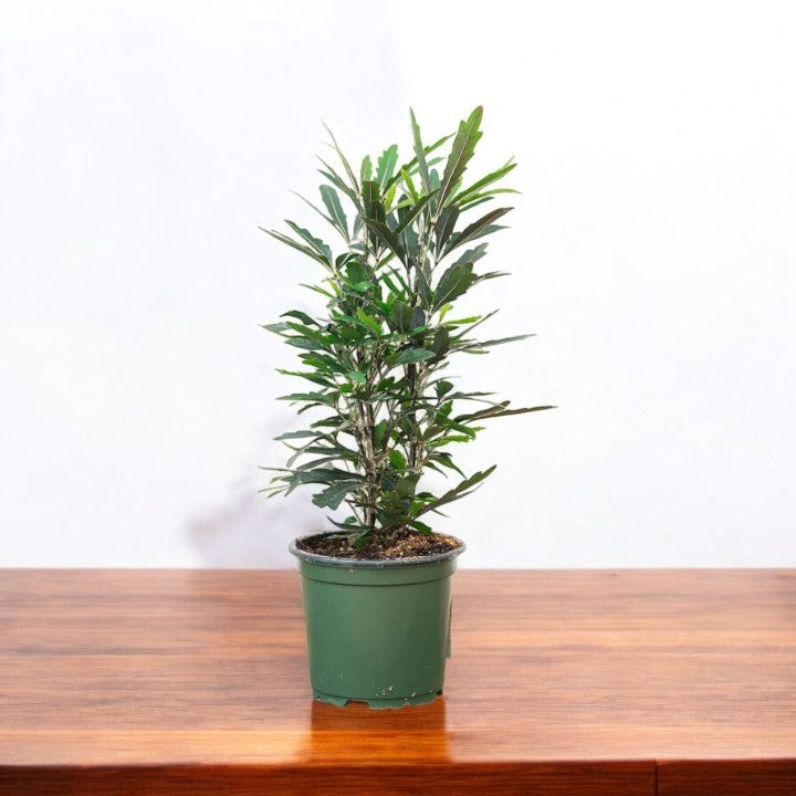 Aralia Black Plant