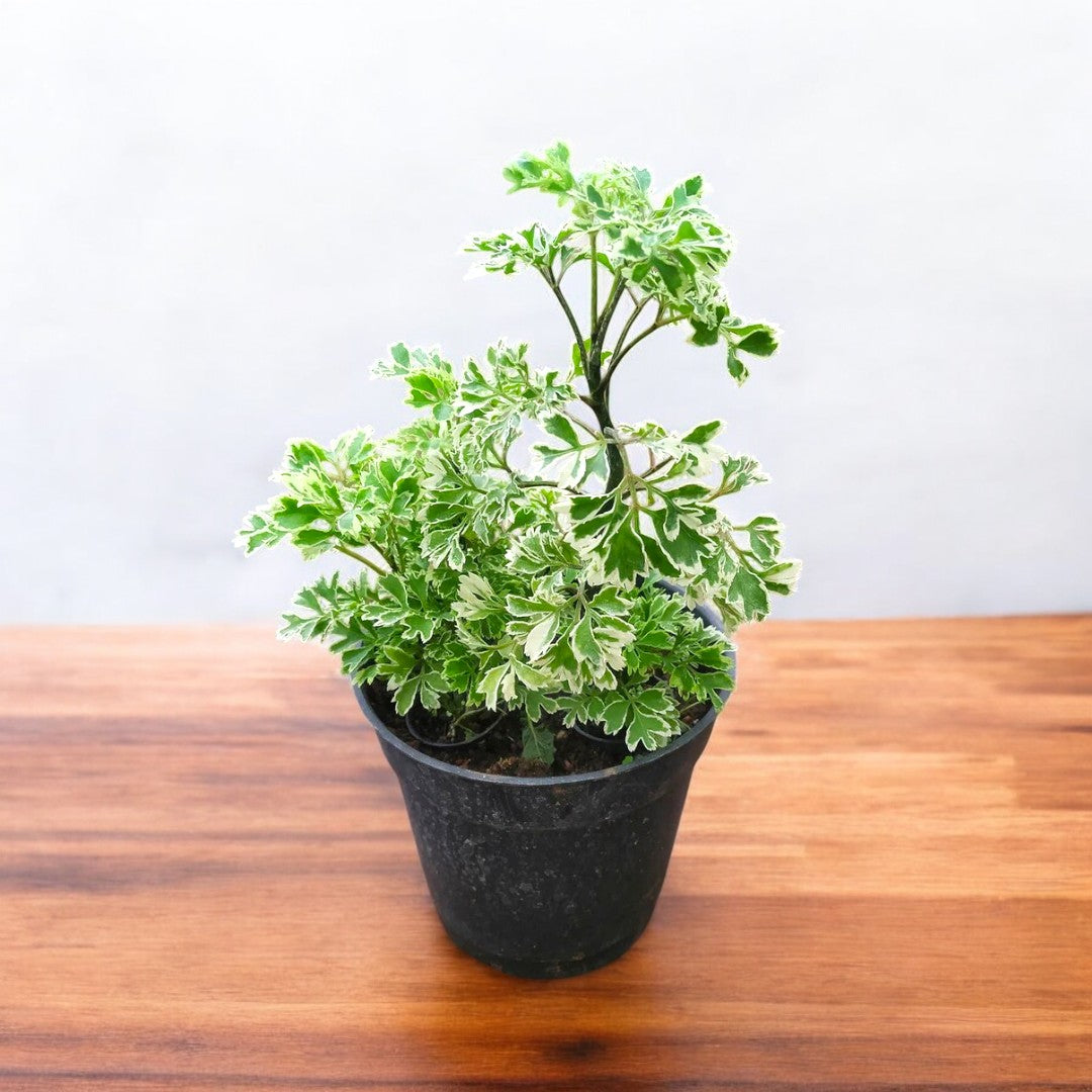 Aralia Ming plant