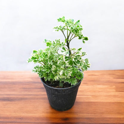 Aralia Ming plant