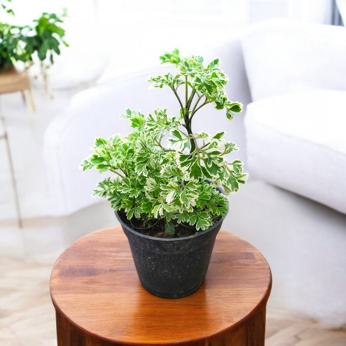 Aralia Ming plant