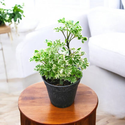 Aralia Ming plant