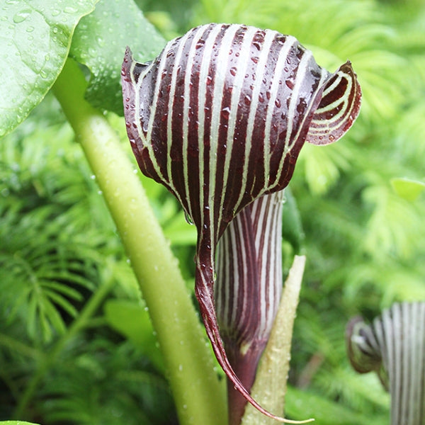 Arisaema Lily - Snake Lily Bulbs (5 Bulbs)