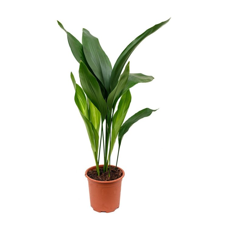 Aspidistra Elatior - Cast-Iron Plant, Bar-Room Plant