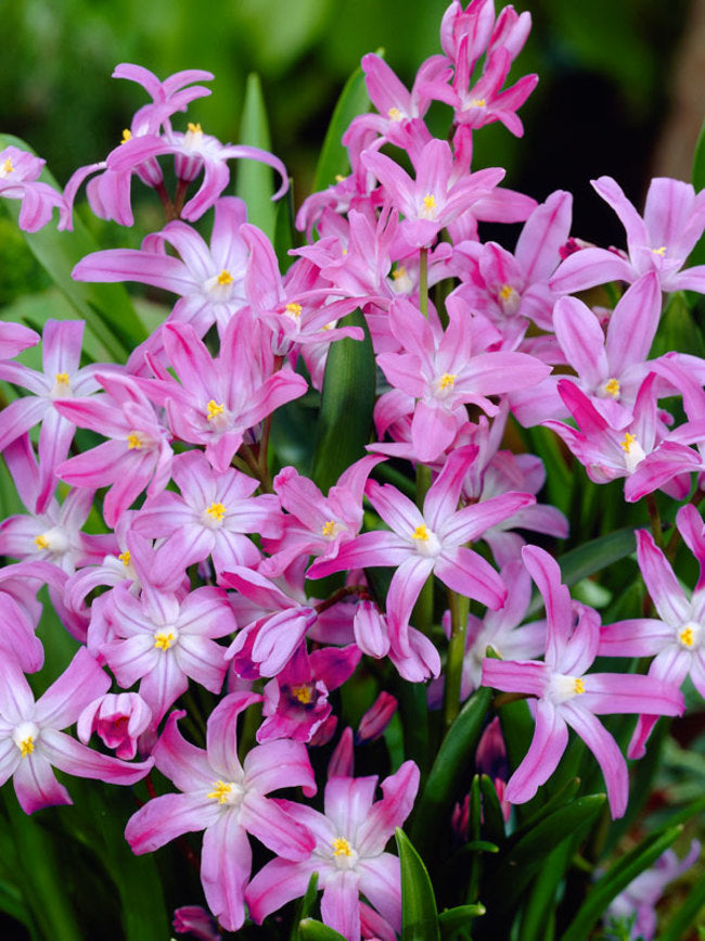 Chionodoxa Rosea (3 Bulbs)