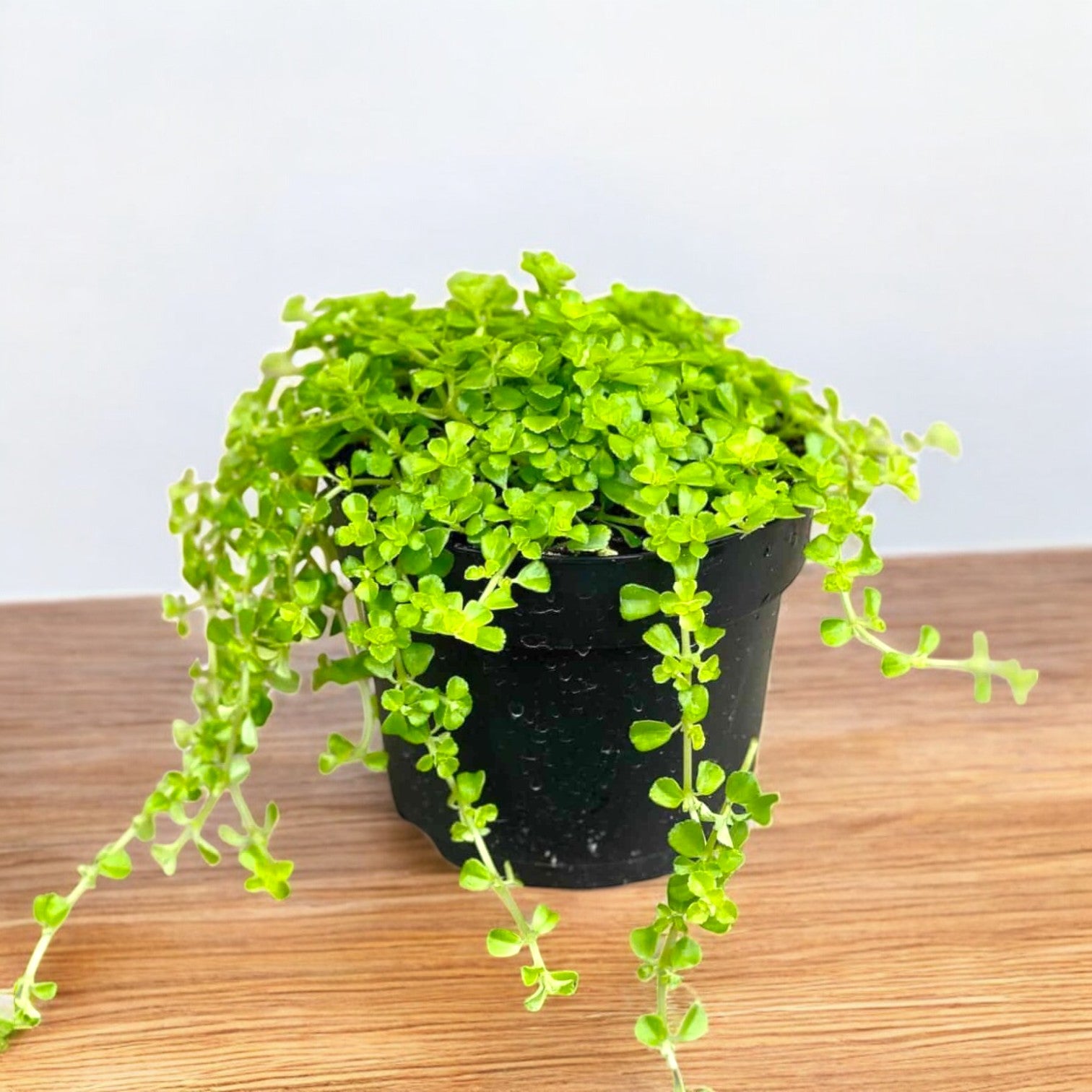 Baby Tears Plant - Pilea Depressa