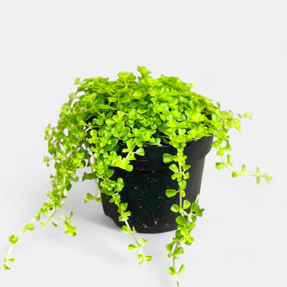 Baby Tears Plant - Pilea Depressa