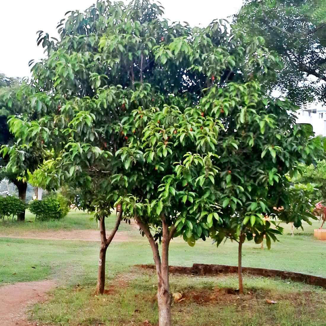 Bakul Plant - Maulsari, Indian Medlar