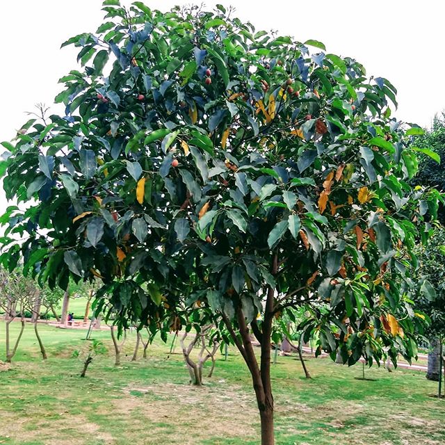 Bakul Plant - Maulsari, Indian Medlar