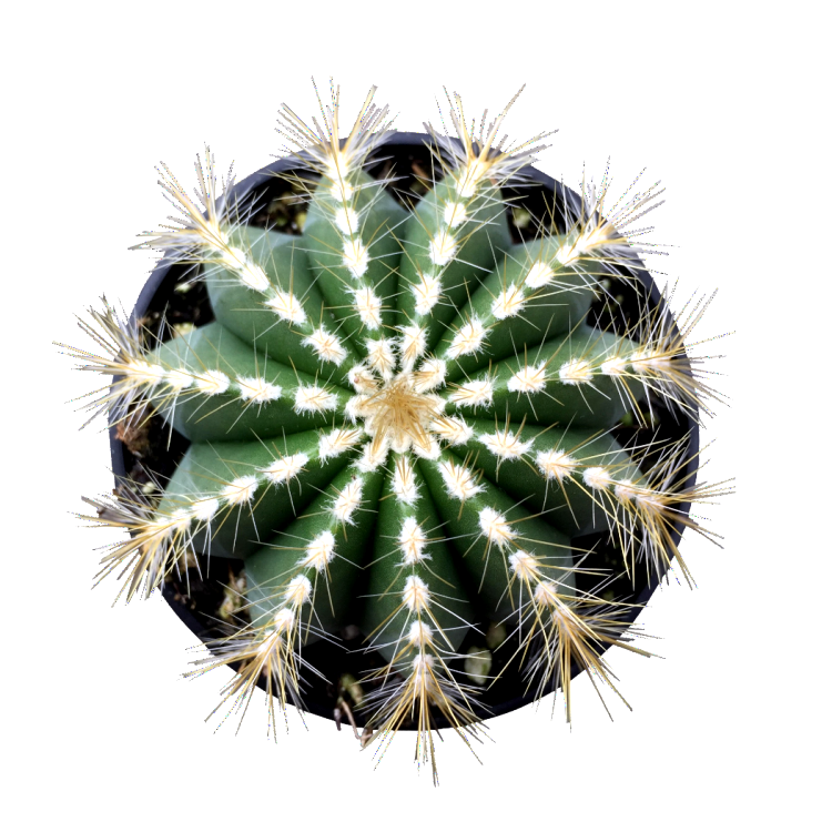 Balloon Cactus - Parodia Magnifica