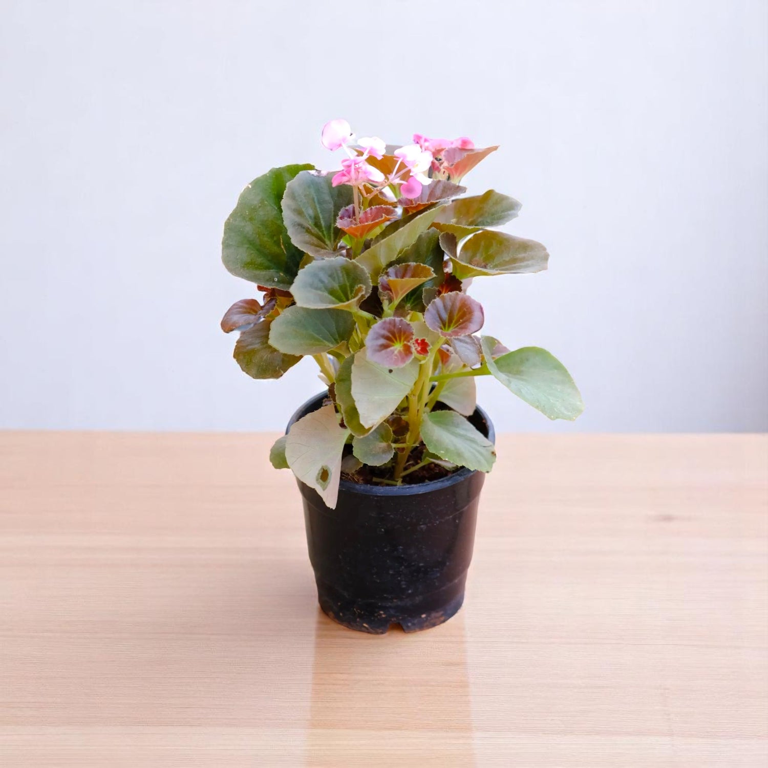 Begonia Pink Plant