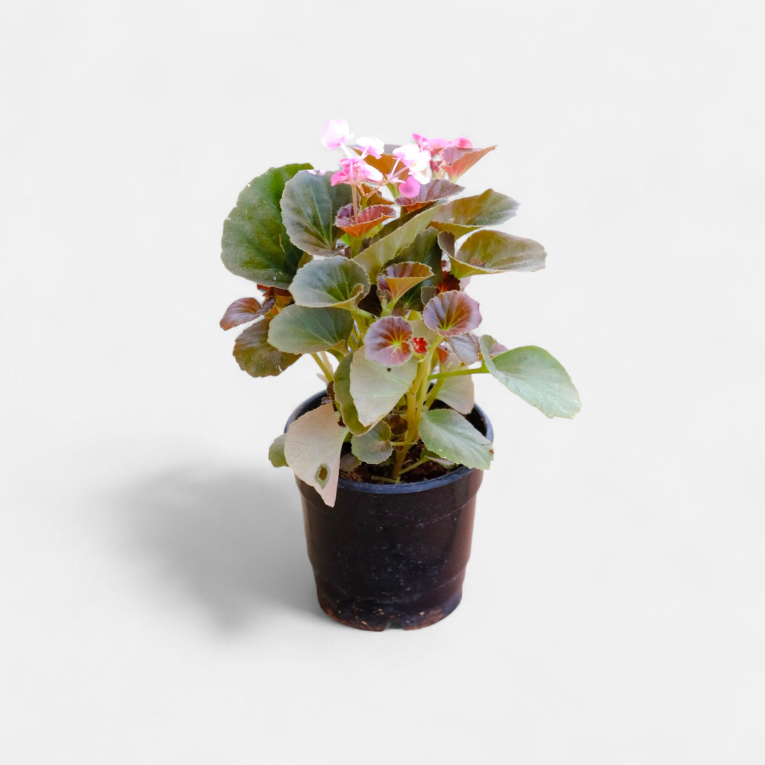 Begonia Pink Plant