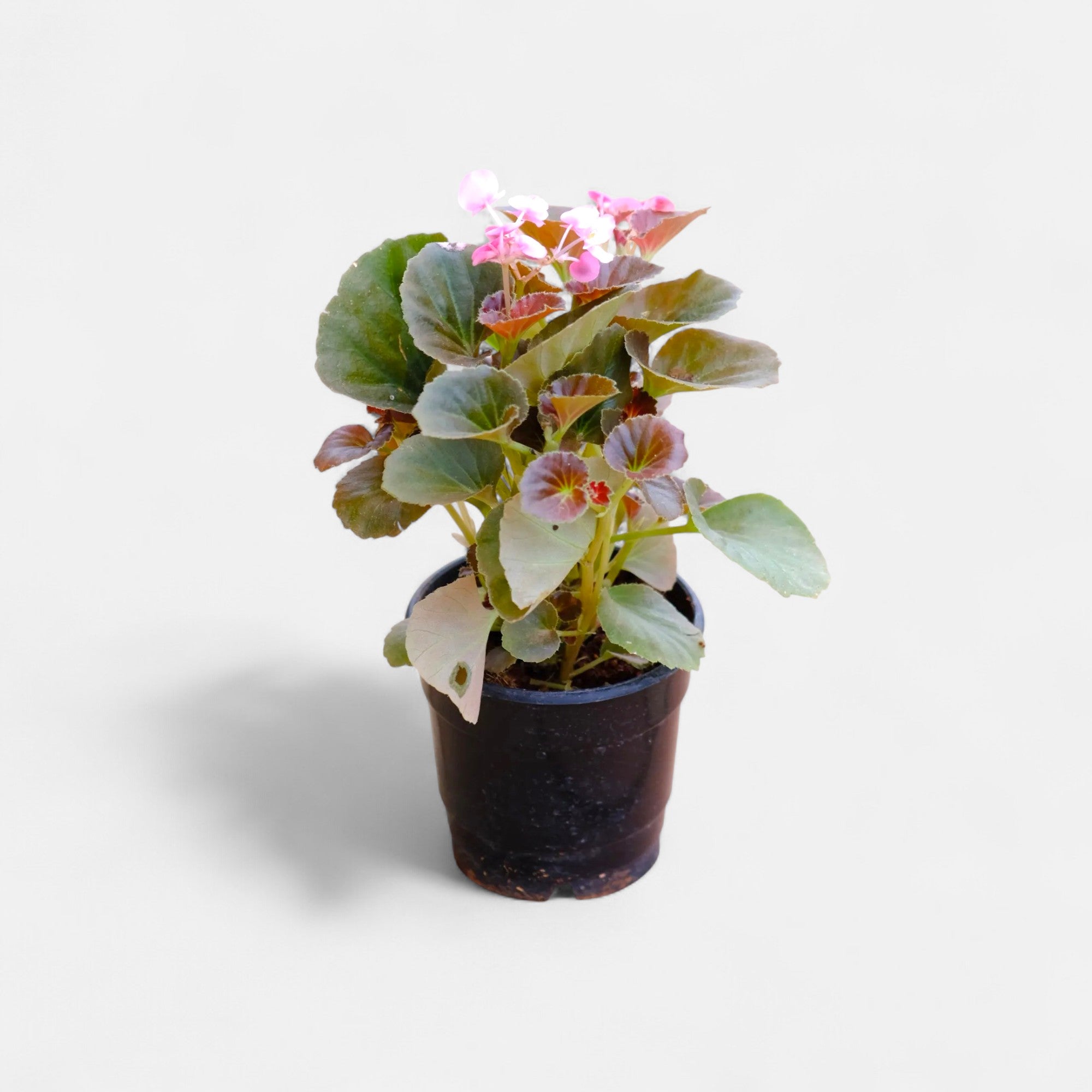Begonia Pink Plant
