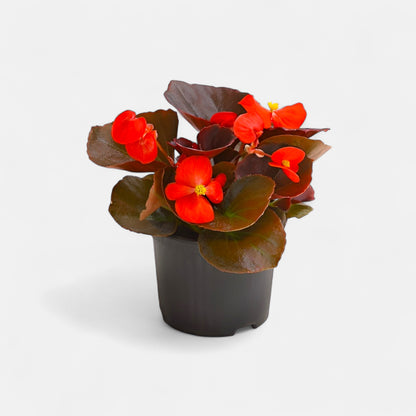 Begonia Red Plant