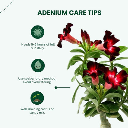 Adenium Velvet Dream Grafted Plant | Bonsai-Like Outdoor Flower Plant