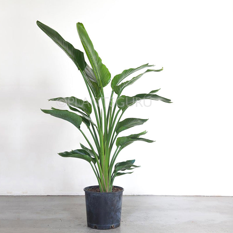 Bird of Paradise Plant, Crane Flower, Strelitzia Reginae