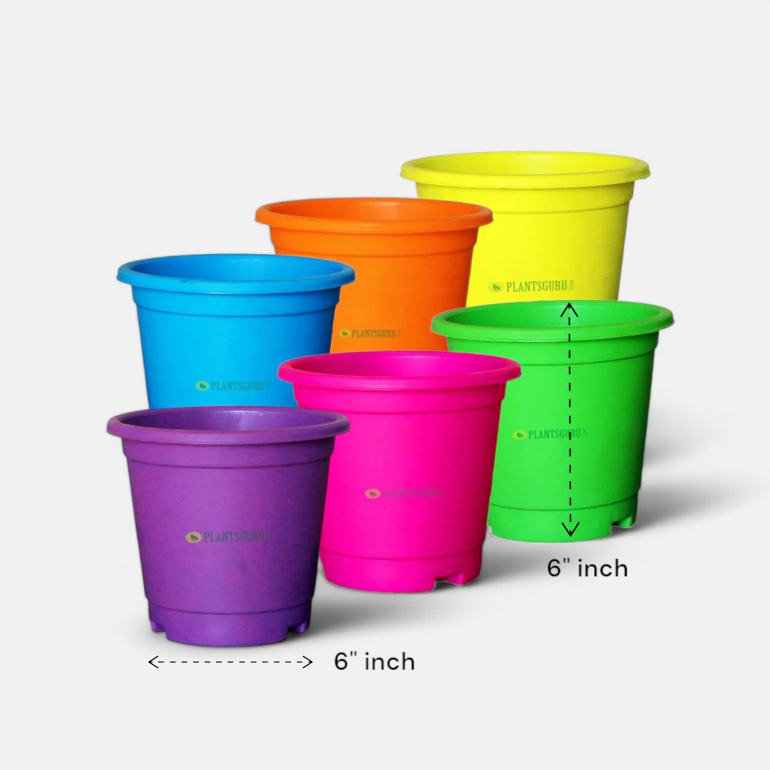 Blossom Pot Mix Color 6 inch with Plate (Pack of 6)