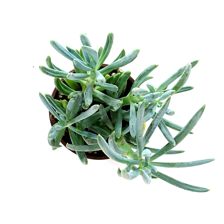 Senecio Mandraliscae - Blue Chalk Stick Plant