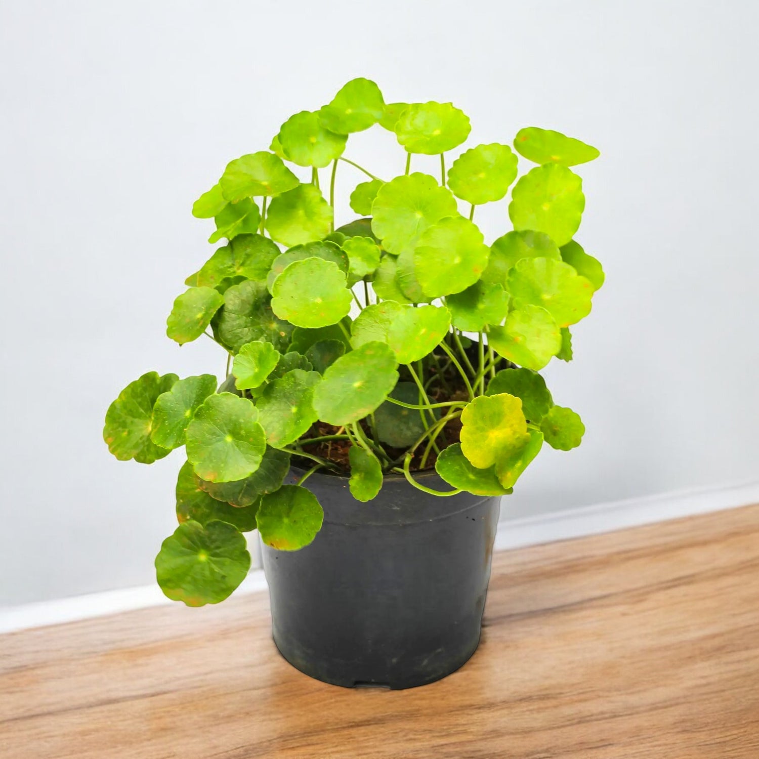 Brahmi Plant - Gotu Kola, Mandukaparni, Centella Asiatica