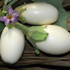 Omaxe Brinjal F1 Hybrid White seeds