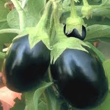 Brinjal F1 hybrid Chu-Chu(50 seeds) - omaxe seeds