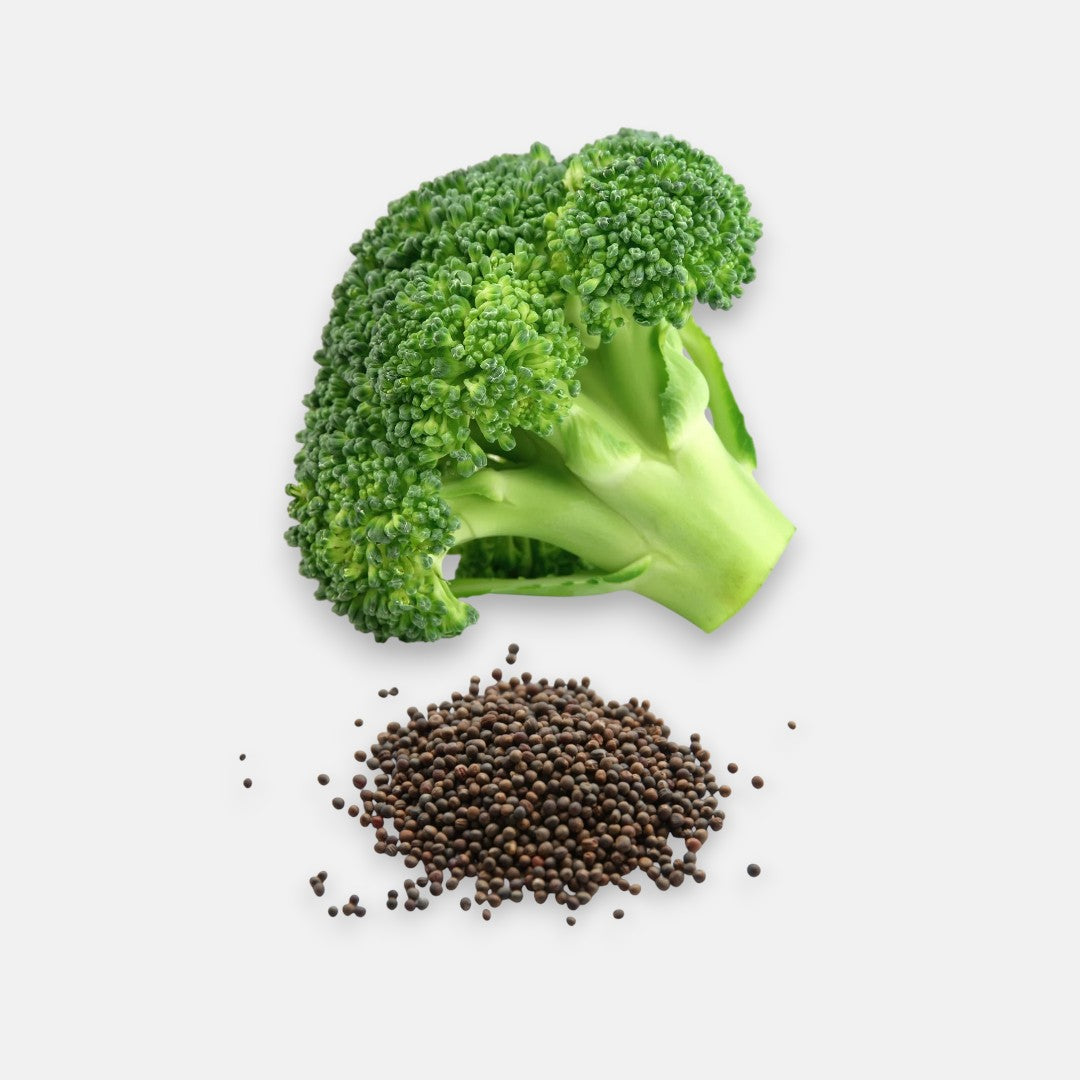 Broccoli Imported  seeds