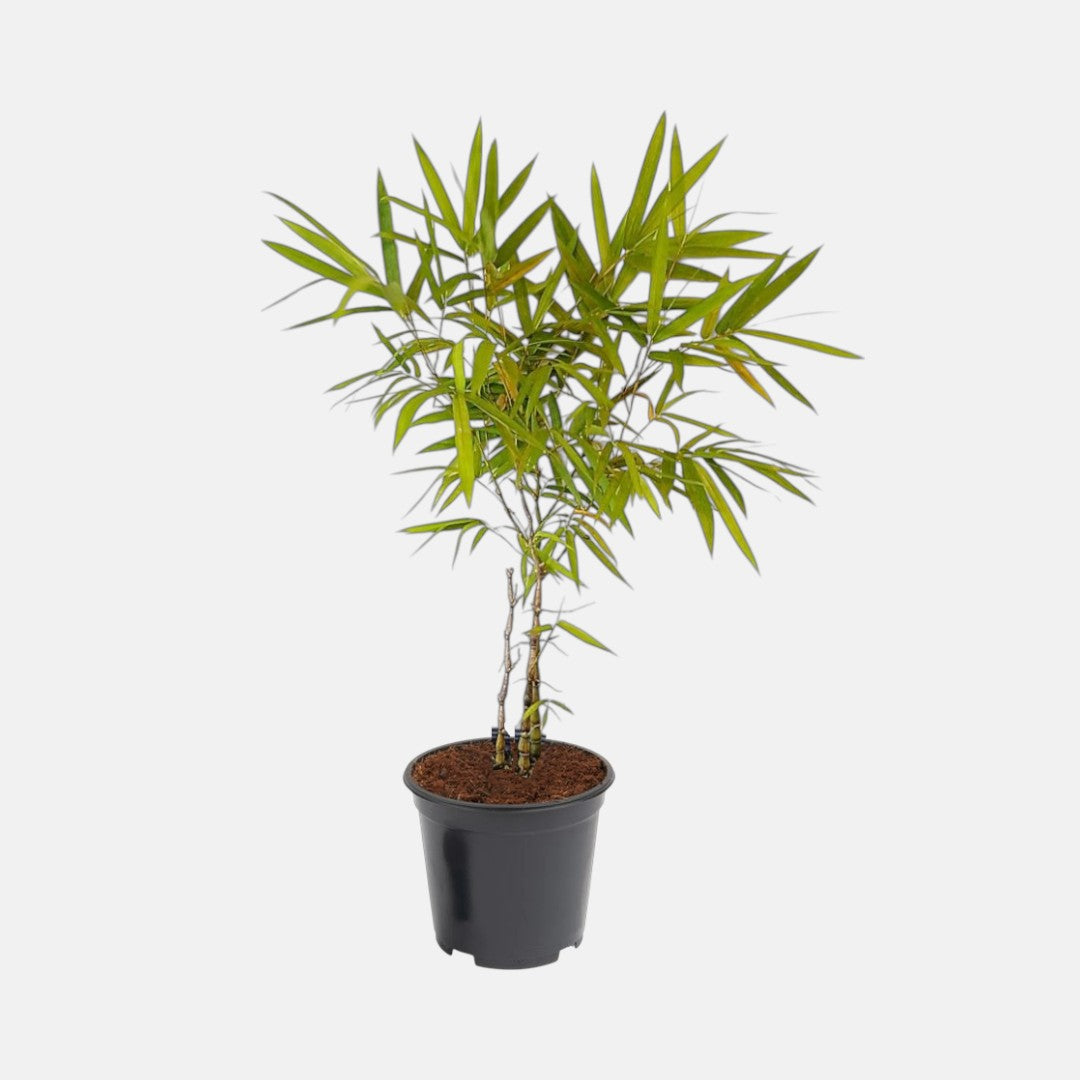 Buddha Belly Bamboo Plant - Bambusa Ventricosa