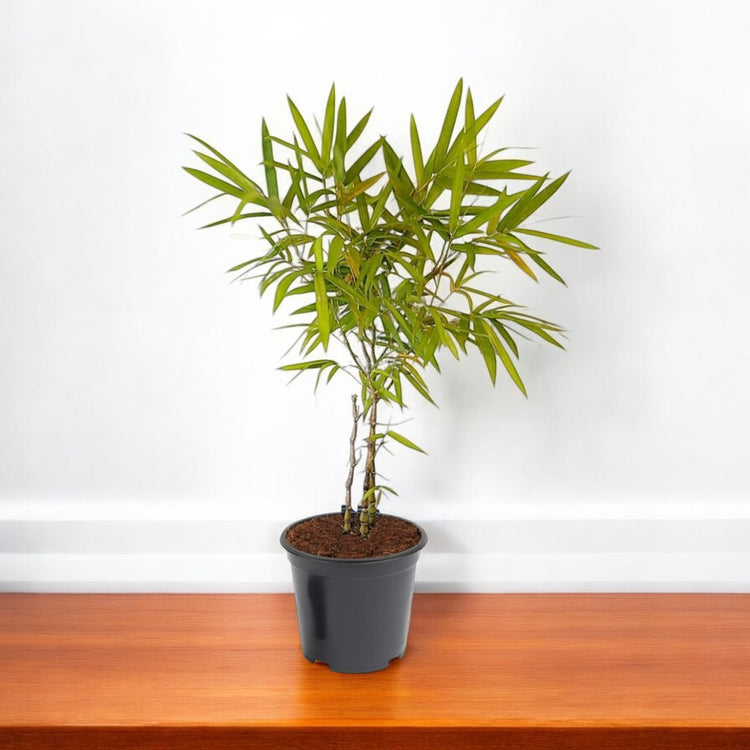 Buy Bamboos Plants Online at best price on plantsguru