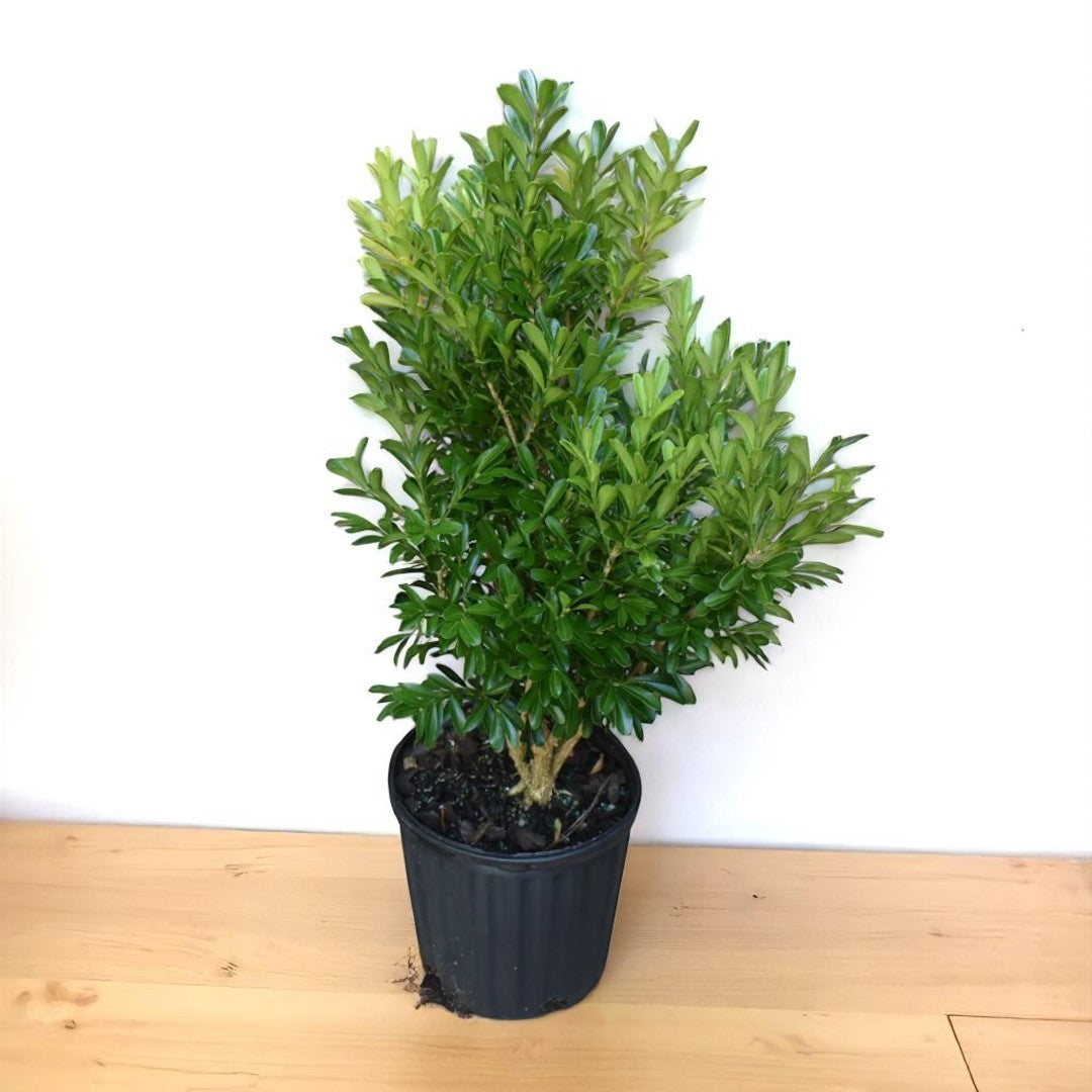 Buxus Harlandii Plant