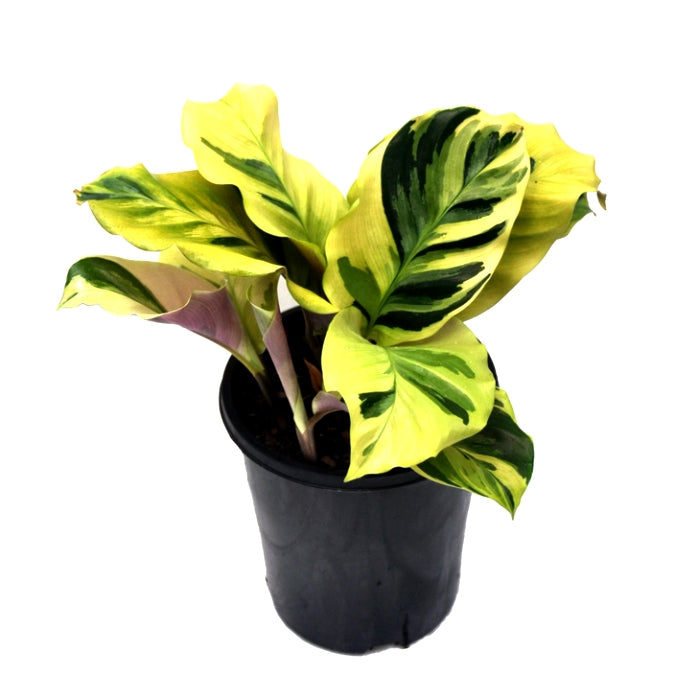 Marantha Thai Beauty - Calathea Louisae Thai Beauty Plant