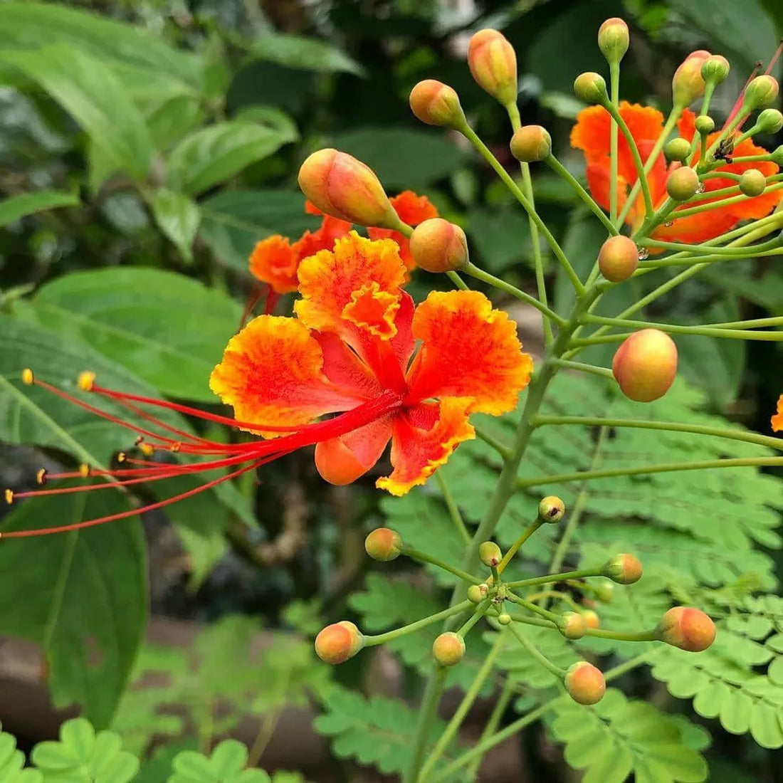 Sankasur Red Plant | Caesalpinia | Red Peacock Flower