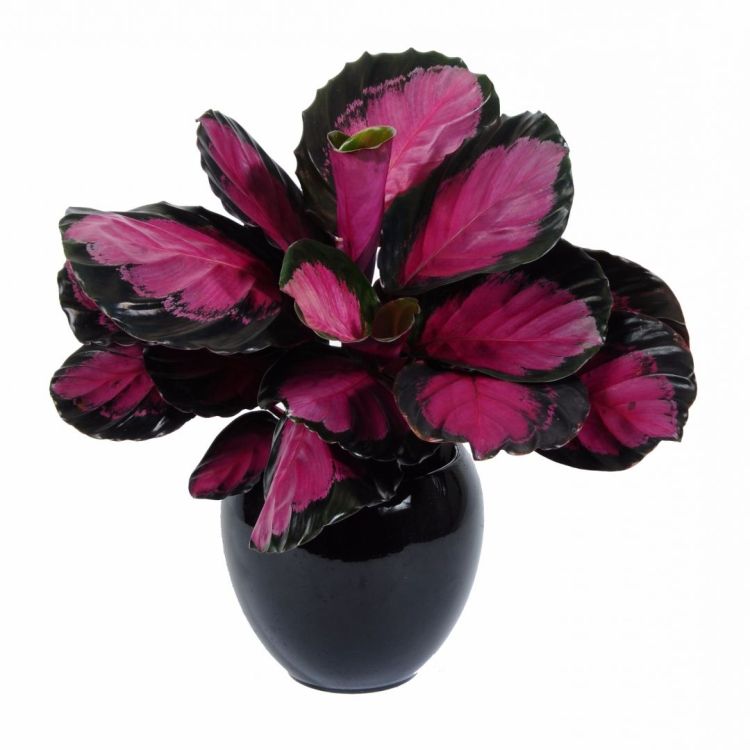 Marantha Picturata Crimson - Calathea Picturata Crimson