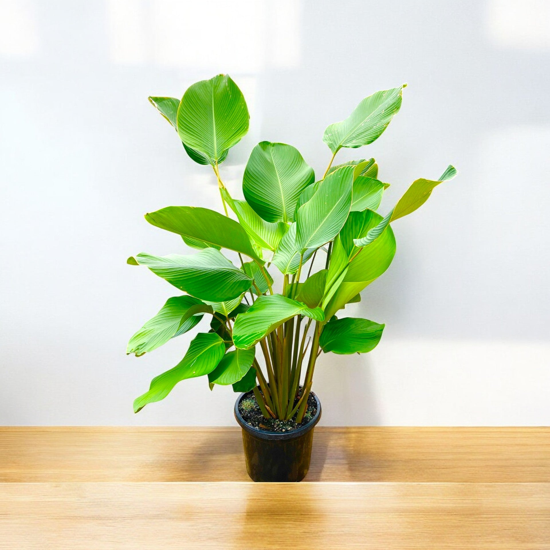 Marantha Lutea - Calathea Lutea Plant