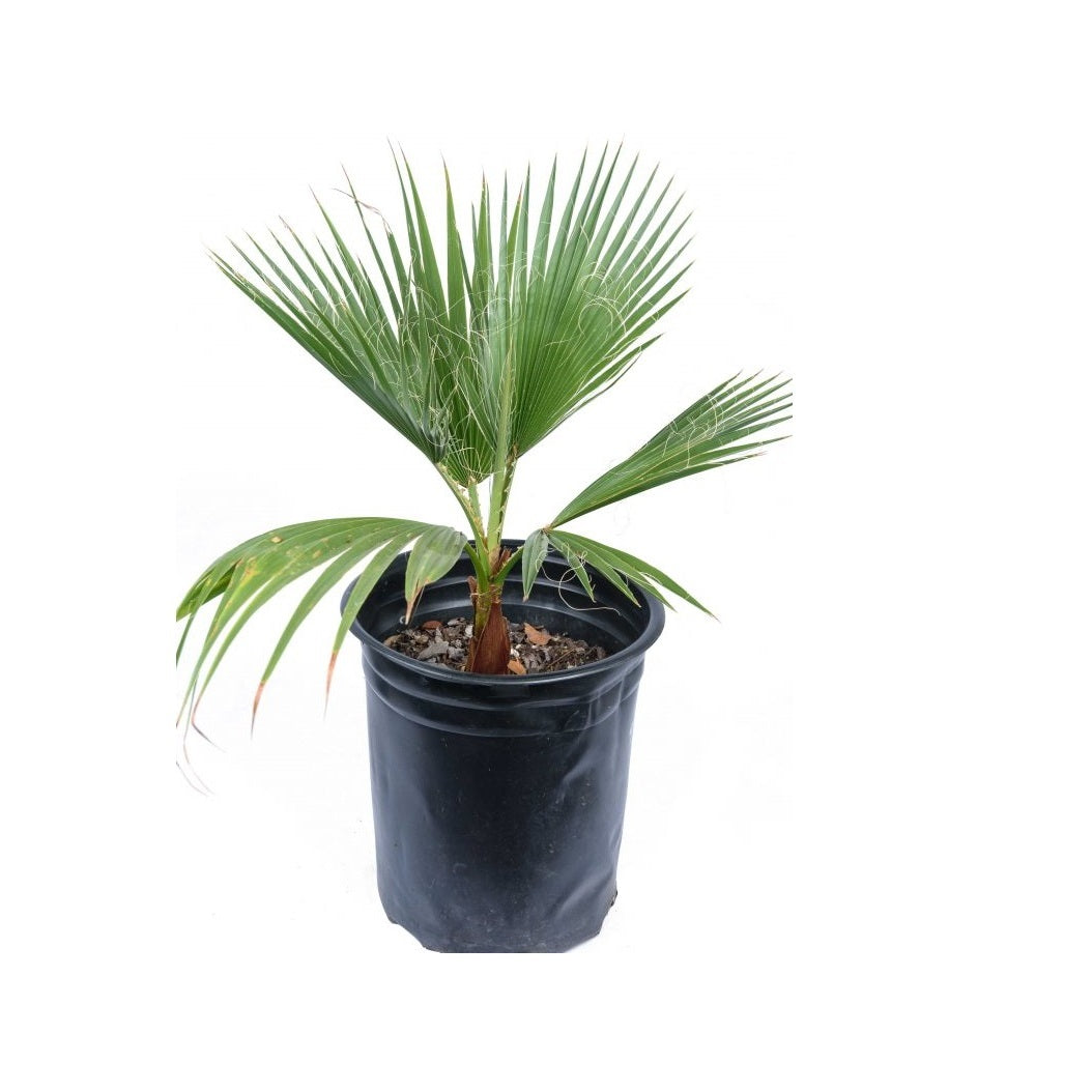 Washingtonia Palm - California-Palm, Washingtonia Filifera