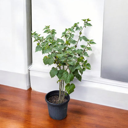 gooseberry plants in pots Buy Gooseberry Plant online at best price