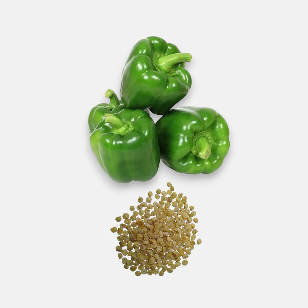 Capsicum Green Imported seeds