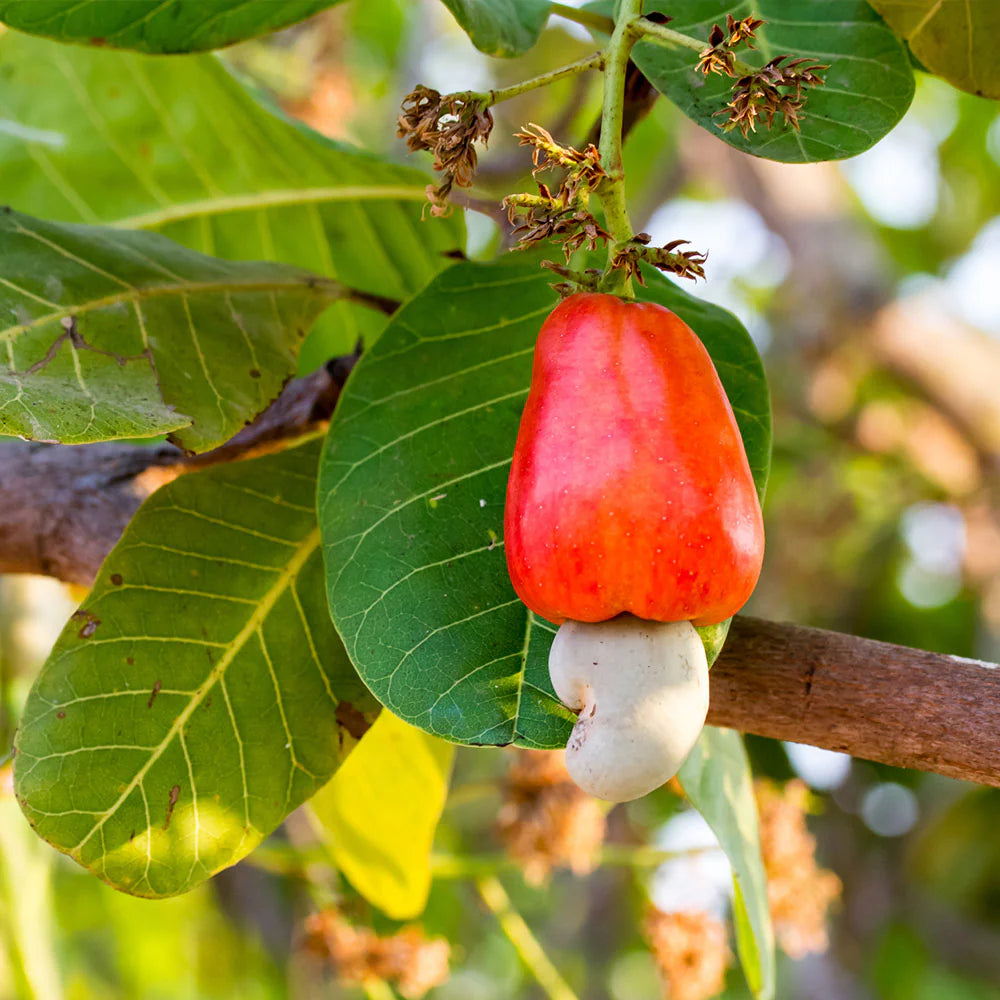 Buy Kaju Plant - Cashew Nut Tree Online at best price
